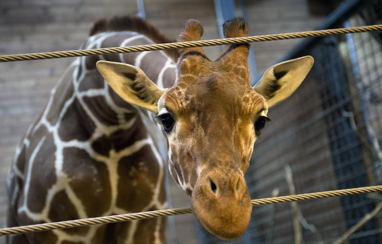 Marius, a perfectly healthy young giraffe, is pictured Feb. 7, 2014. (Keld Navntoft/AFP/Getty Images)