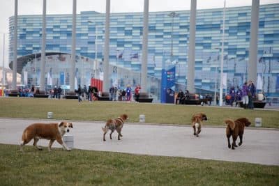 Sochi's Stray Dog Controversy