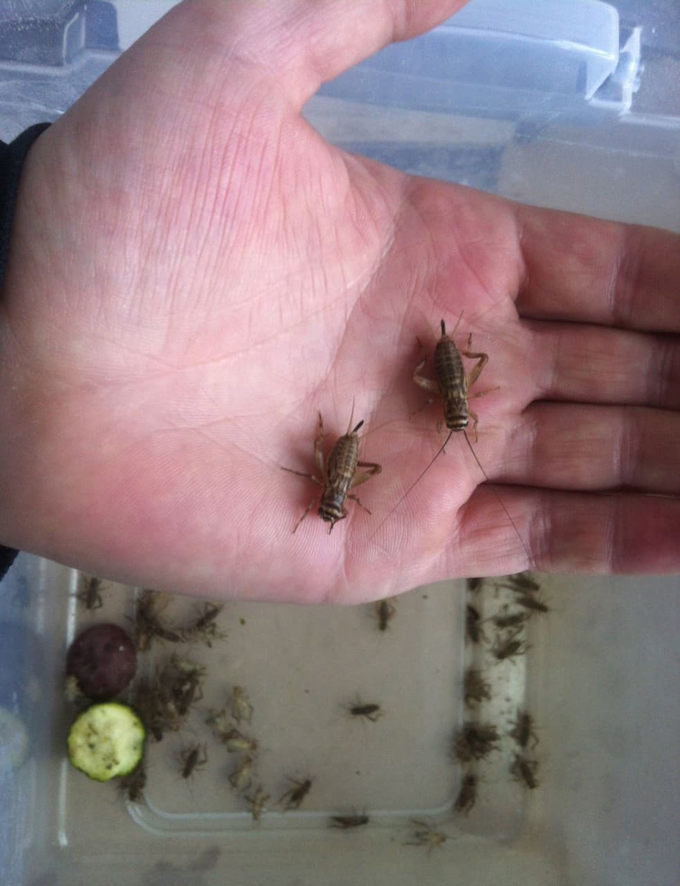 John Osorio-Buck breeds crickets to eat at the deCordova Museum. (Deborah Lee)