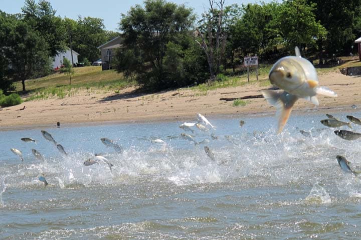 In this June 13, 2012 file photo an Asian carp, jolted by an electric current from a research boat, jump from the Illinois River near Havana, Ill., during a study on the fish's population. Bills moving through the Minnesota Legislature on Thursday, March 27, 2014 would require official state materials to refer to the troublesome fish as "invasive carp." (AP)