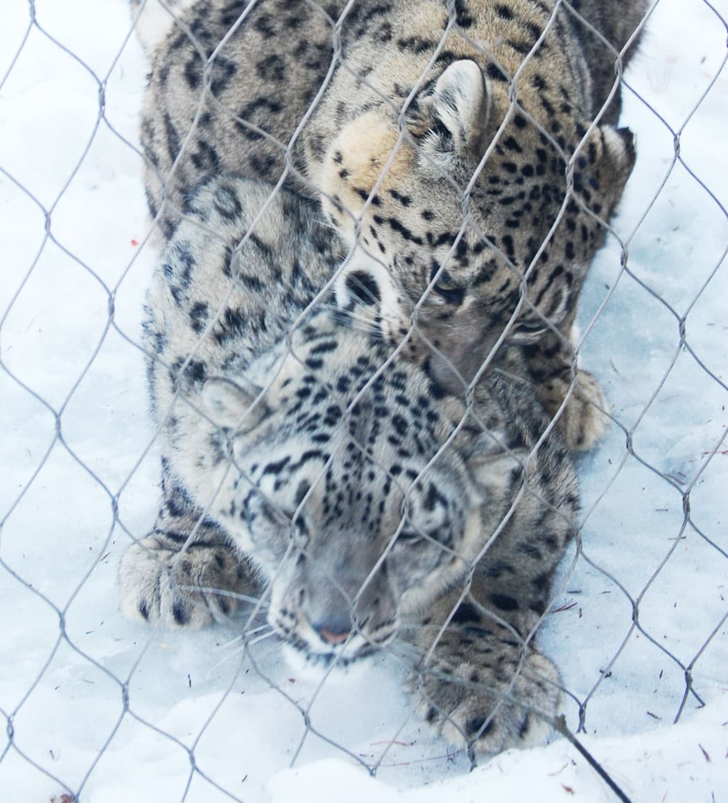 The day we introduced these guys, we had some breeding behavior,” says Zoo New England President John Linehan. (Greg Cook)