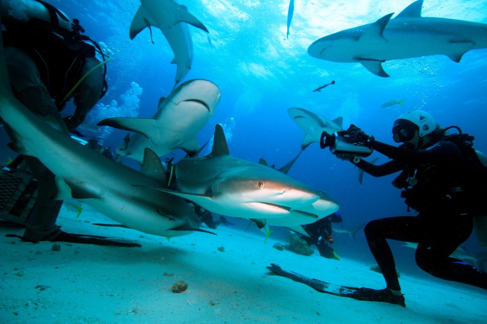 Madison Stewart (right) filming Caribbean reef sharks. (Ernst Stewart)
