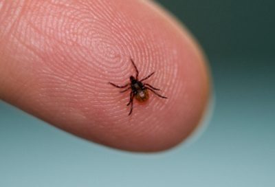 Human Testing Begins On Springtime Lyme Disease Shot Developed In Mass.