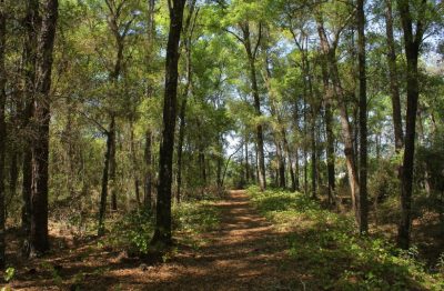 Project Louise: Turning A Corner — Or Walking In Circles?