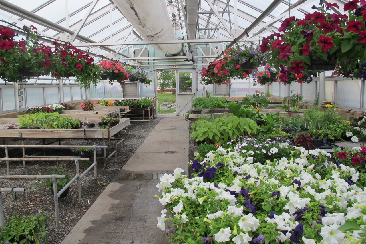 The Norfolk Aggie greenhouse, where plants have grown all winter for the annual spring plant sale. (Anthony Brooks/WBUR)