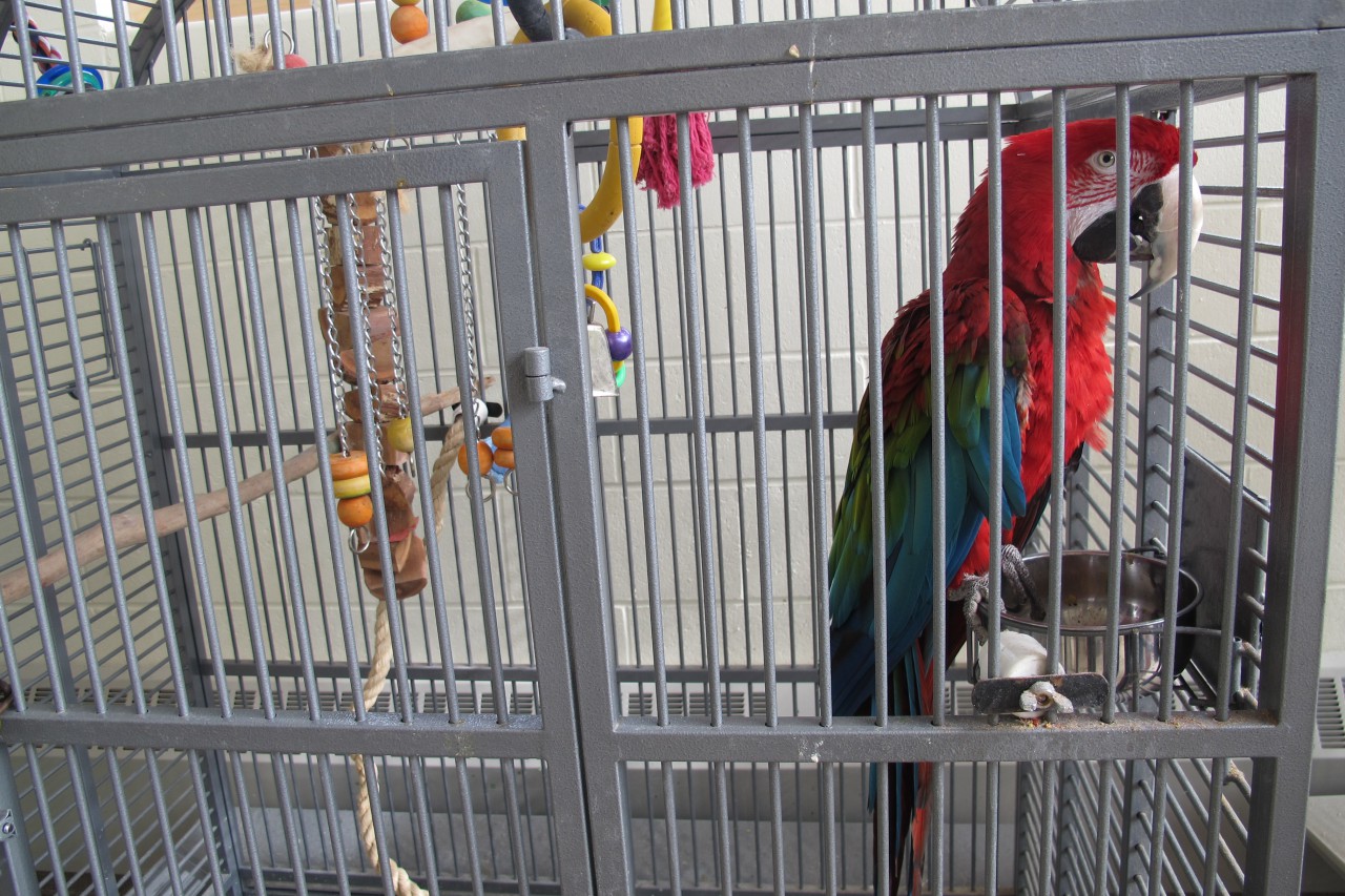 A McCaw parrot named Sebastian in the Norfolk Aggie aviary. (Emma-Jean Weinstein/WBUR)