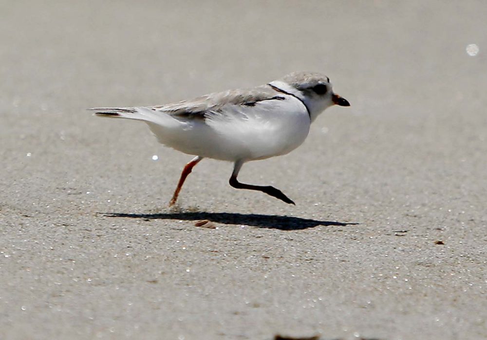 A piping plover on a beach in Maine. (AP File Photo)