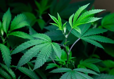 View From Europe: 'Appraising The Risks Of Reefer Madness'