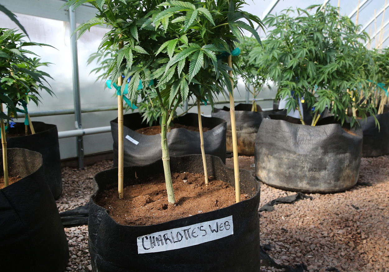 State Regulators Shutter Acton Medical Cannabis Dispensary