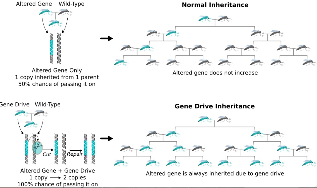 How gene drives affect which genes are passed down (Courtesy Kevin Esvelt)