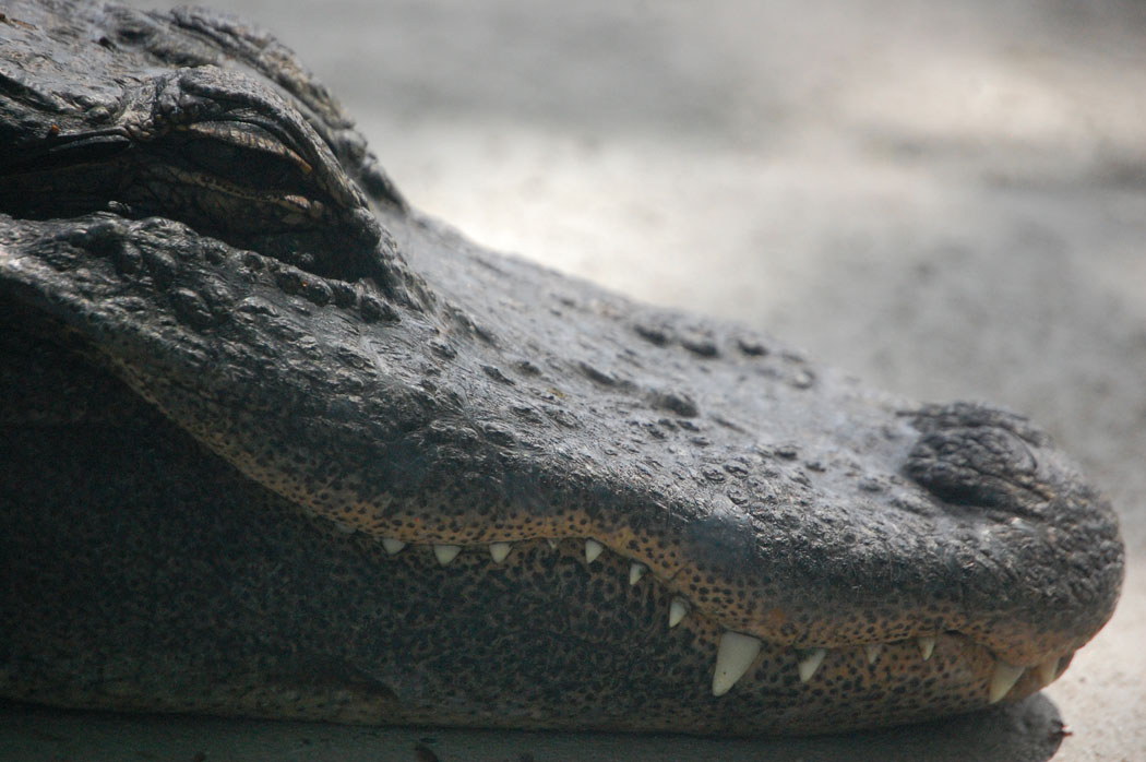 "in the ‘70s, alligators were critically endangered." (Greg Cook)