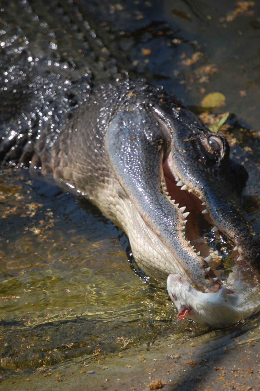 Alligators are ambush predators. (Greg Cook)