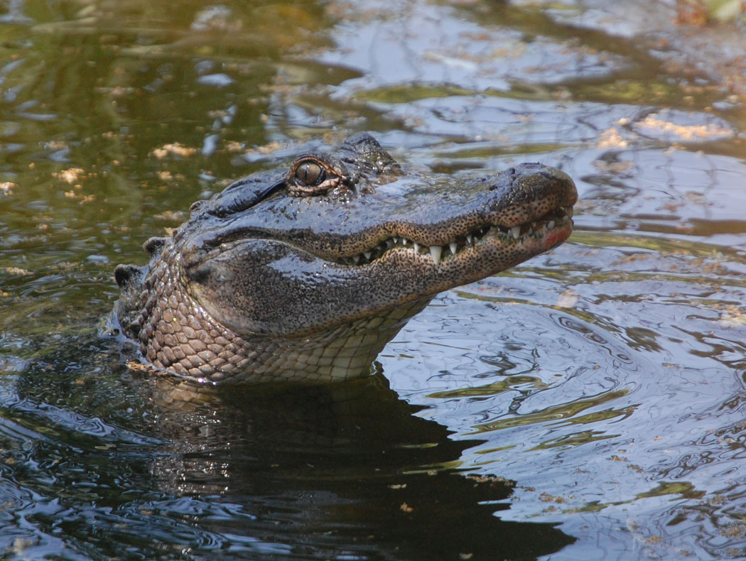 American alligator at the Stone Zoo. (Greg Cook)