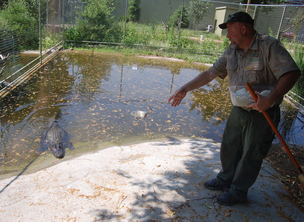 Pete Costello, assistant curator at the Stone Zoo, feeds a dead rat to one of the American alligators. (Greg Cook)