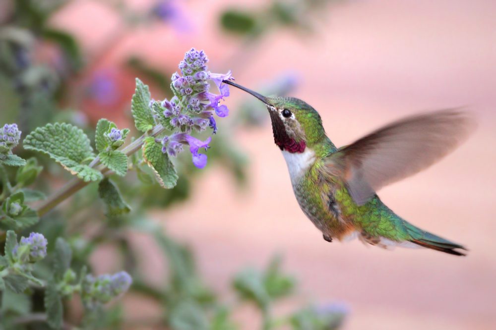 A black-chinned hummingbird is pictured in the early morning at the Audubon Center in Santa Fe, N.M. (Pat Gaines/Flickr)