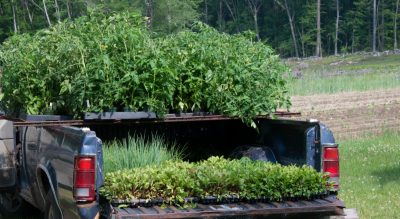 The Tomato Mishigas: A Mother, A Daughter And Carloads Of Tomato Plants