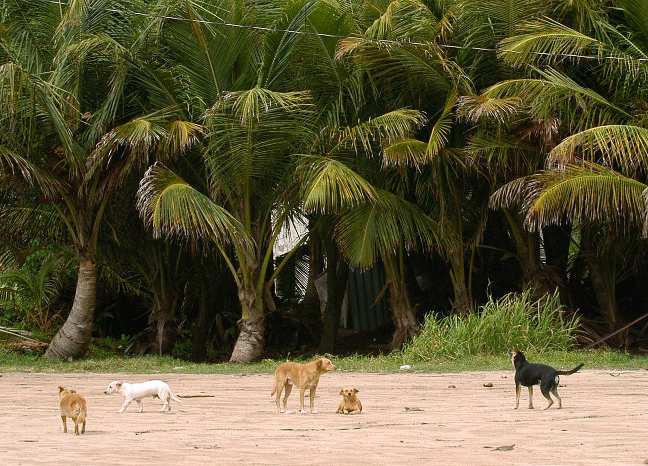 Abandoned dogs are seen at the "Dead Dog Beach", an area that has become a dumping ground for unwanted pets, in the southeastern town of Yabucoa, Puerto Rico. (Herminio Rodriguez/AP)