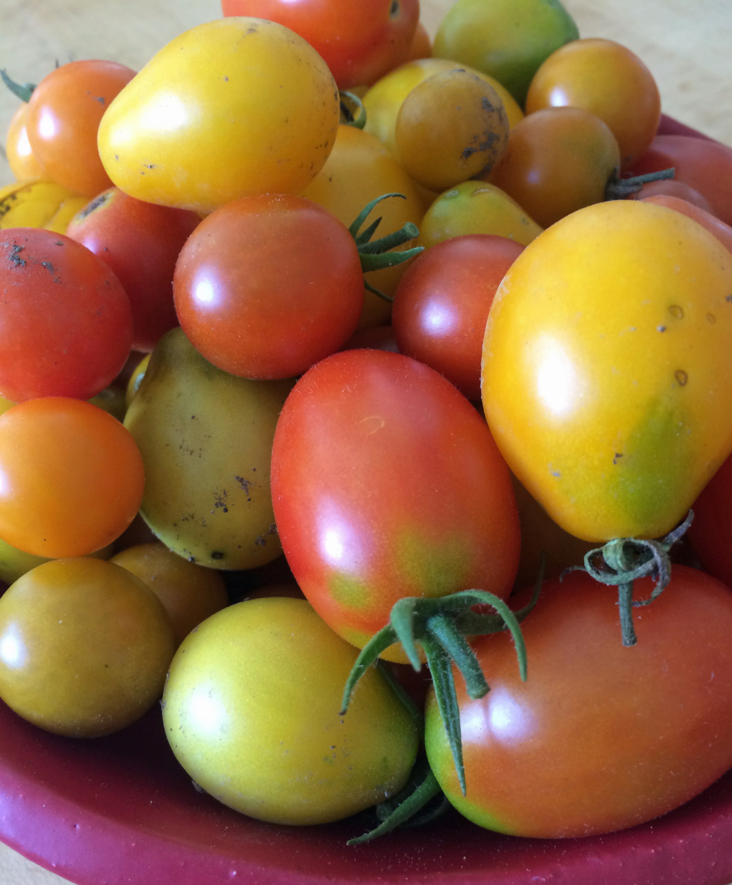 A bowl of summer tomatoes in Kathy Gunst's Maine kitchen. (Kathy Gunst/Here &amp; Now