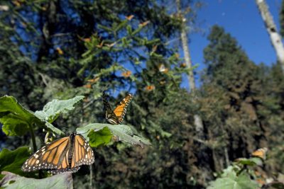 First person: Thinking globally, acting locally to save the monarch butterfly