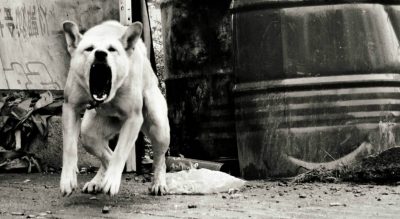 Once Bitten: A Mother Afraid Of Dogs, A Little Girl Determined To Have One