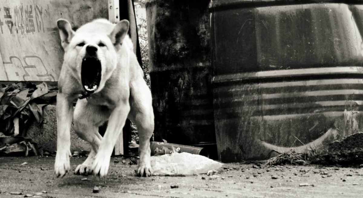 Once Bitten: A Mother Afraid Of Dogs, A Little Girl Determined To Have One