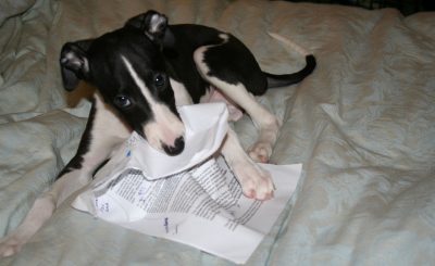 Project Louise: The Dog Ate My Homework