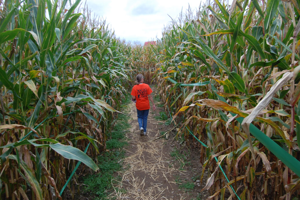Marini Farm's corn maze in Ipswich. (Greg Cook)