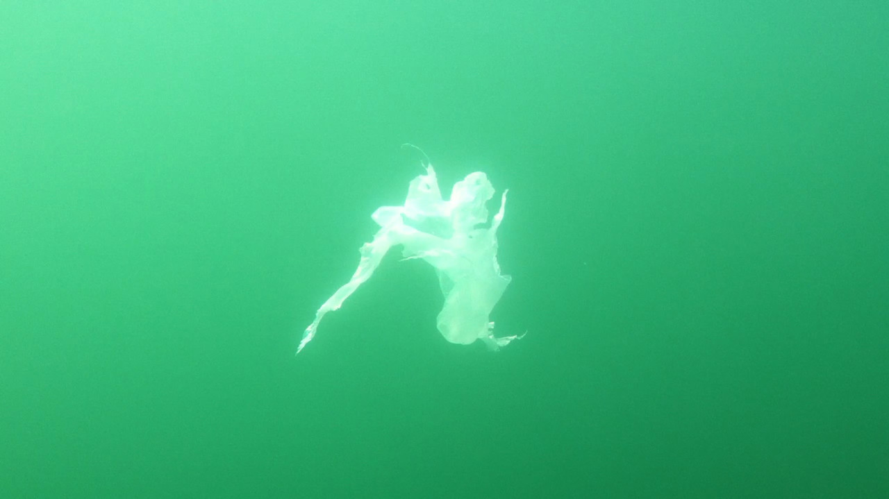 Deb Todd Wheeler's "Searching for Imposters." (Underwater video still courtesy of the artist)
