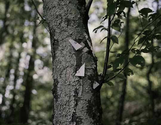 Oscar Palacio "Posted Sign on Tree" at Walden Pond (Courtesy Jane Marsching)
