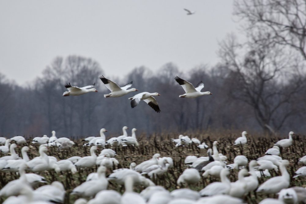 It's a Here &amp; Now Thanksgiving tradition to revisit Robin Young's trip with her now-late uncle to see the migrating snow geese at the Dead Creek Refuge in Addison, Vermont. (chesbayprogram/Flickr)