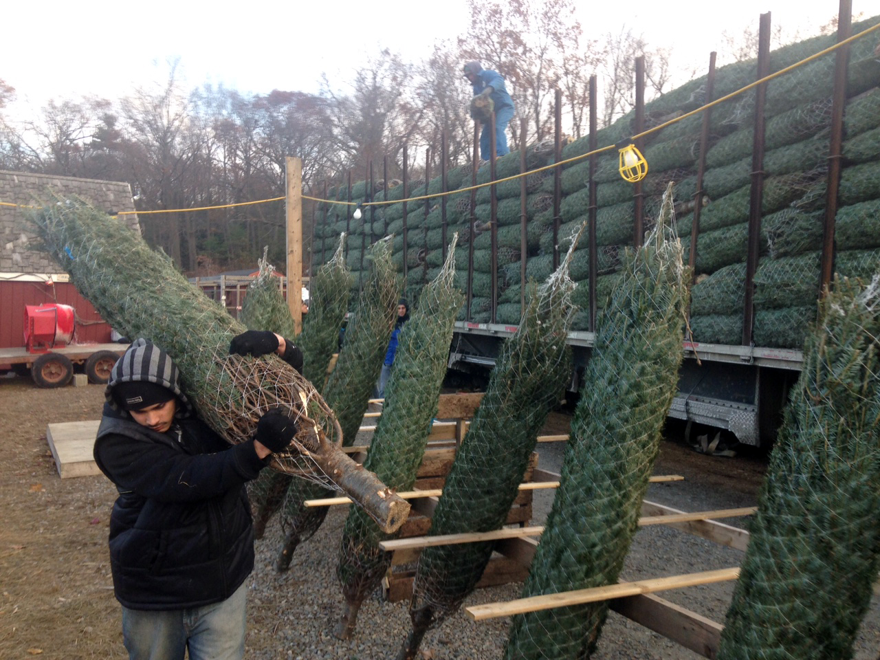 A crew unloads a truckload of 800 fir trees at Smolack Farms in North Andover, Mass. The farm can't grow its own trees fast enough, so the rest are shipped in from Quebec. (Peter O'Dowd/Here &amp; Now)