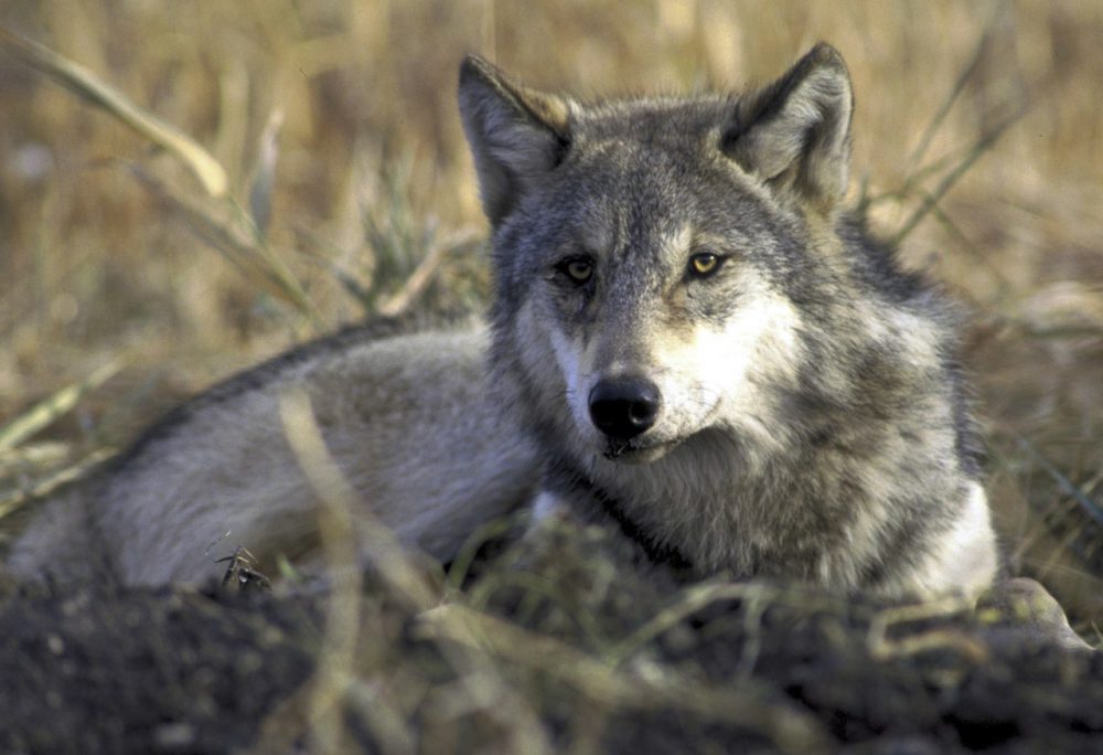 A lone gray wolf may be roaming the Grand Canyon for the first time in 70 years. (U.S. Fish & Wildlife via AP)