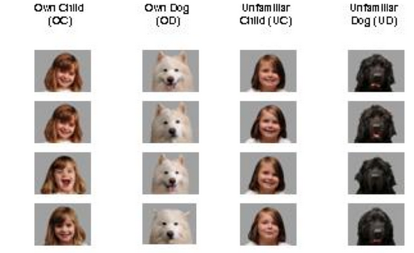 In a small study, mothers viewed images of their own children and their dog. Similar areas of the brain involved in emotion and reward were activated. (Source: PLOS ONE: "Brain Activation when Mothers View Their Own Child and Dog: An fMRI Study")