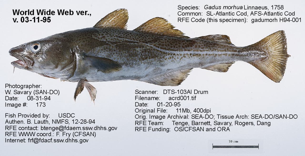 Whole Atlantic cod (U.S. Food and Drug Administration)