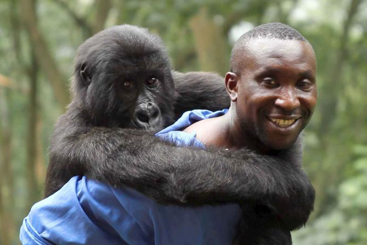 Andre Bauma, a gorilla caretaker in the Democratic Republic of the Congo's Virunga National Park, with an orphaned gorilla friend. (Courtesy "Virunga")
