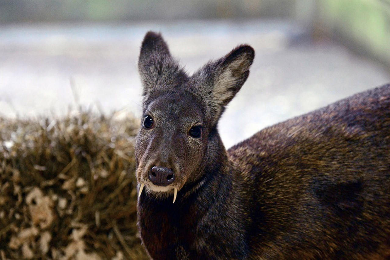 A recent study in the journal Oryx revealed the mysterious Kashmir musk deer has been spotted in parts of Afghanistan. (WCS / Julie Larsen Maher)