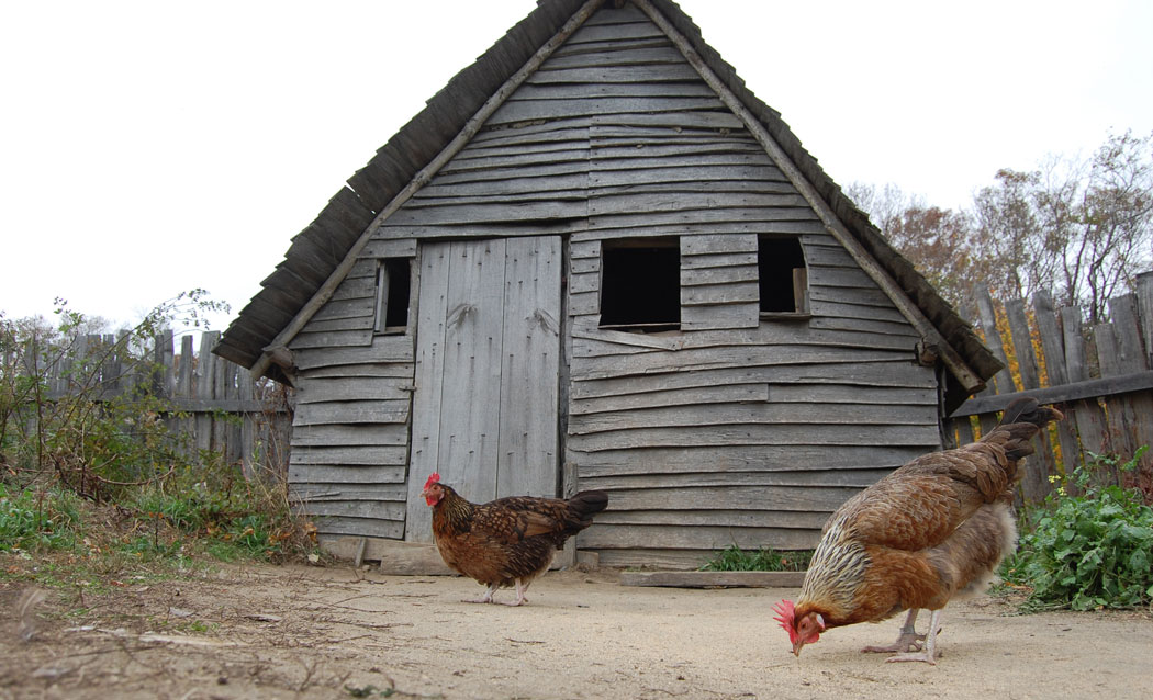 Chickens run looks in the recreated 1627 English colonial village at Plimoth Plantation. (Greg Cook)