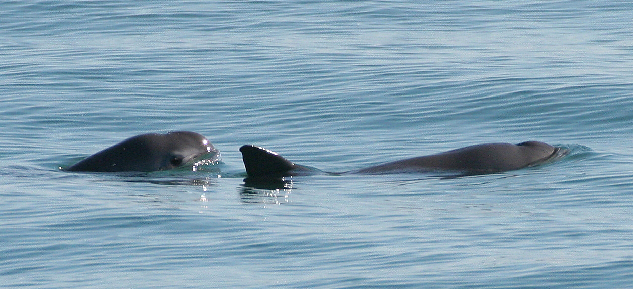 Vaquitas are pictured within a protected area off of Mexico. (Paula Olson/NOAA)