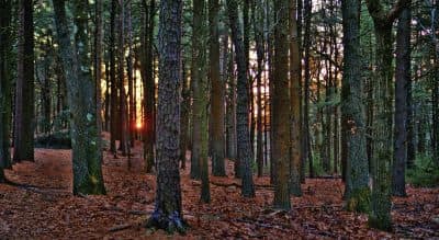 Some Thoughts On The Nature Of Property