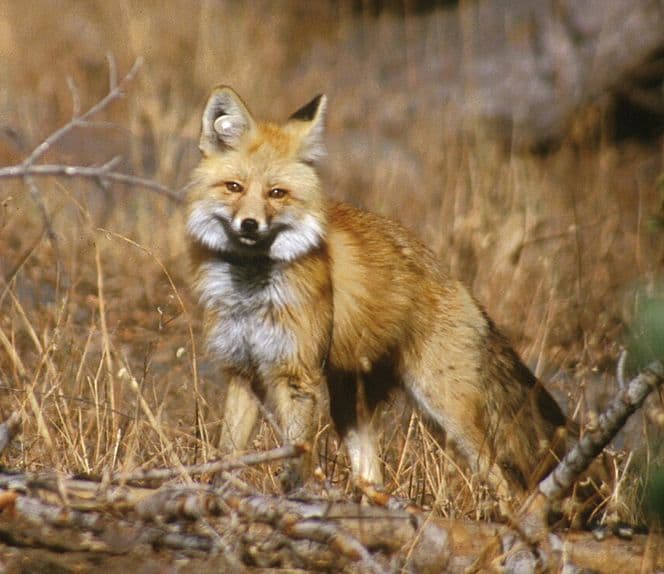 This red fox, photographed in 2002, was part of a study in Lassen Volcanic National Park. Note the white round plastic tag in the animal’s right ear. (Keith Slausen/USFS/PSW)