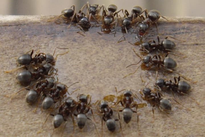 As any ant knows, building a reliable team can be hard. (Flickr / Guildmn20)