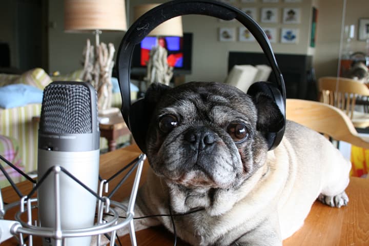 It's entirely possible that you have as much of a podcast addiction as Roscoe the Pug, pictured here. (Flickr / Zoomar)