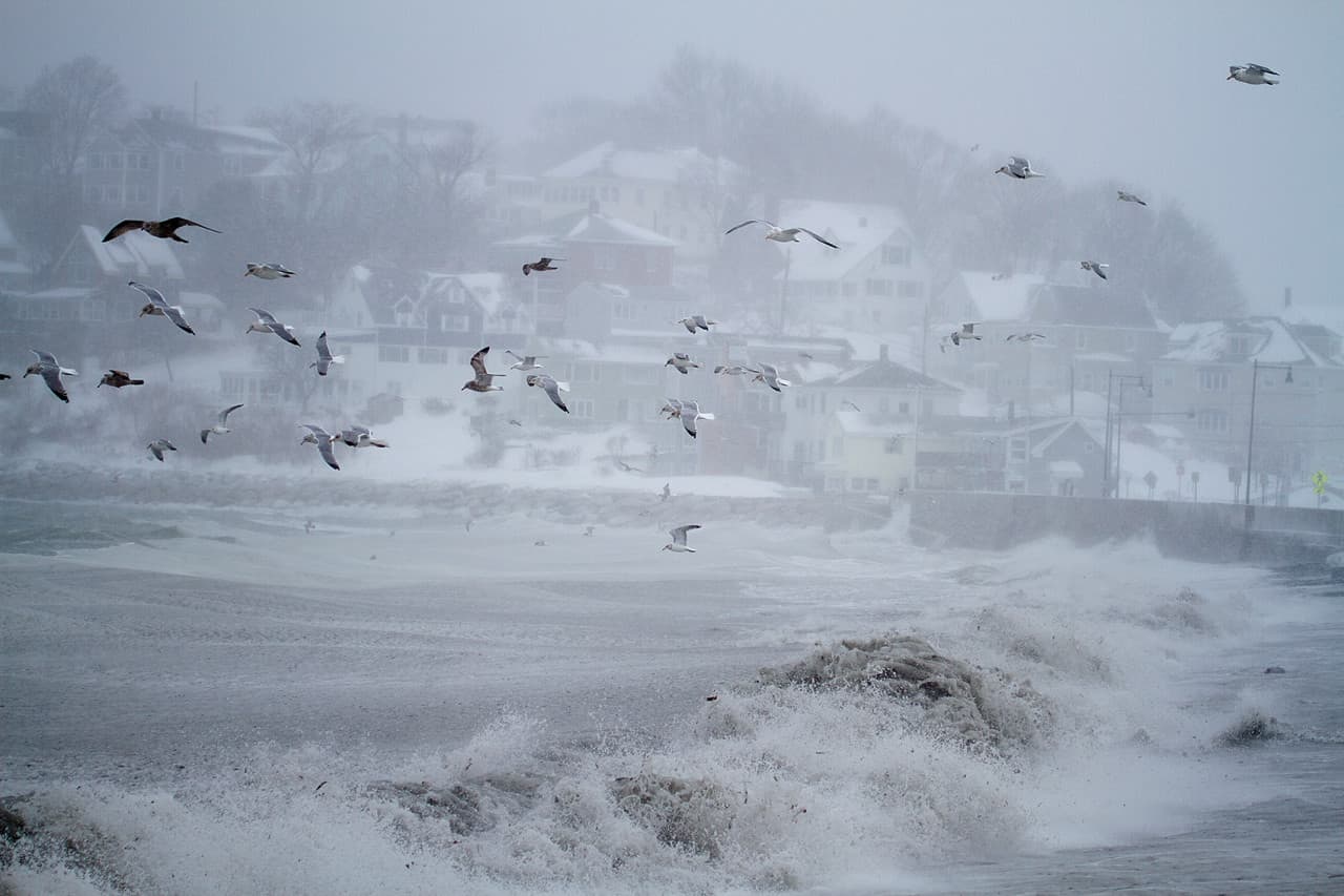 Seagulls hover over crashing waves at the base of the seawall along Winthrop Avenue. ( Jesse Costa/WBUR)