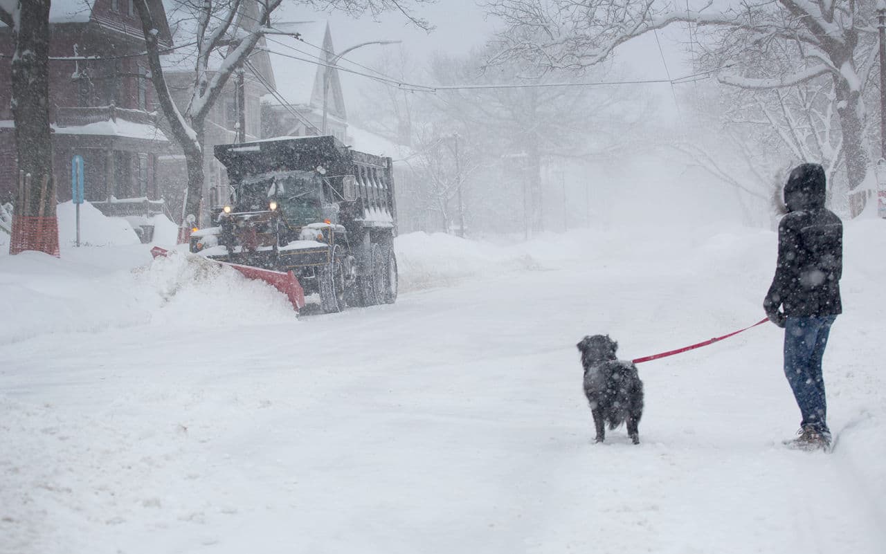 Sarah Matthews and her dog Paddington watch a snow plow on Huron Ave. Cambridge, Mass. on Sunday. (Robin Lubbock/WBUR)
