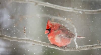 Seeing The World Through Snow-Colored Glasses