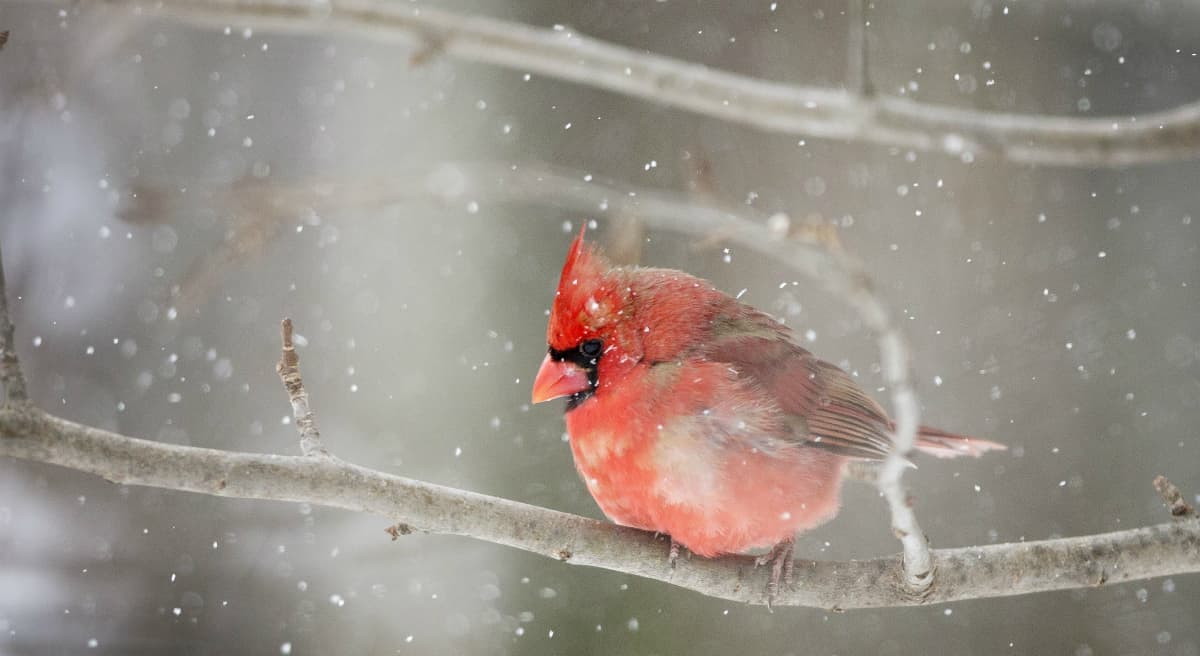 Seeing The World Through Snow-Colored Glasses