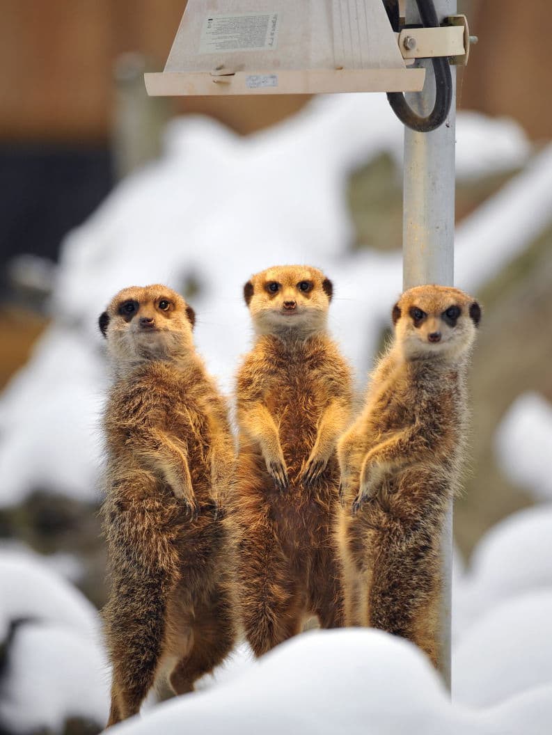Three meercats stand in the snow in their enclosure warm up under a heater in the zoo in Worms, western Germany, on January 27, 2010, where temperatures were at minus 10 degrees celsius. (Torsten Silz/AFP/Getty Images)