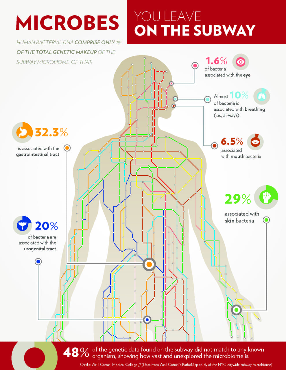 Infographic showing the relative amount of DNA found in the New York subway system from bacteria associated with the human body (click to enlarge). (Weill Cornell Medical College )