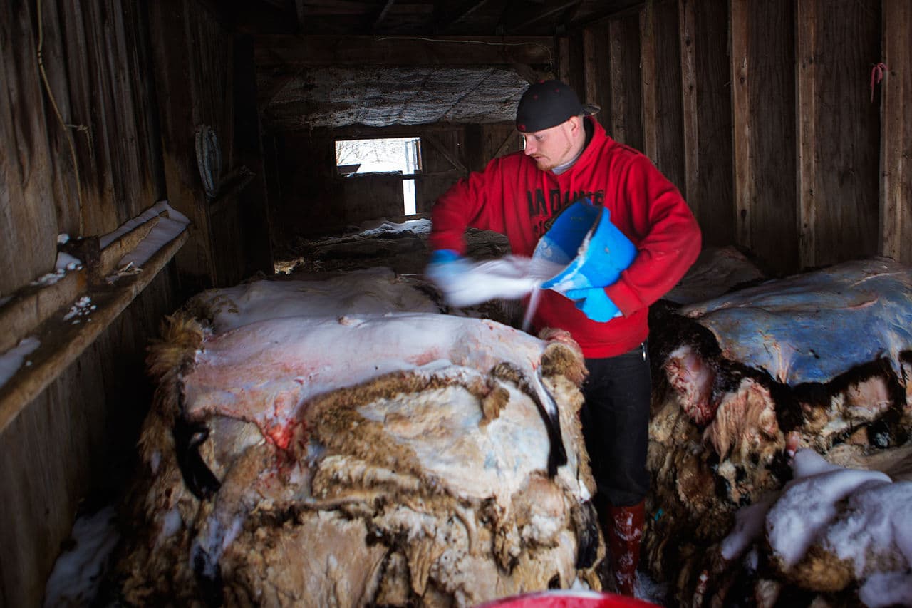 Northup salts the sheep skins to prepare them for drying. (Jesse Costa/WBUR)