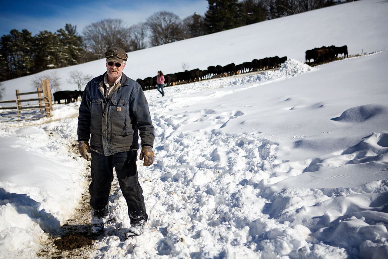 Frank Clark is in charge of raising the livestock at Gibbet Hill Cattle Company. (Jesse Costa/WBUR)